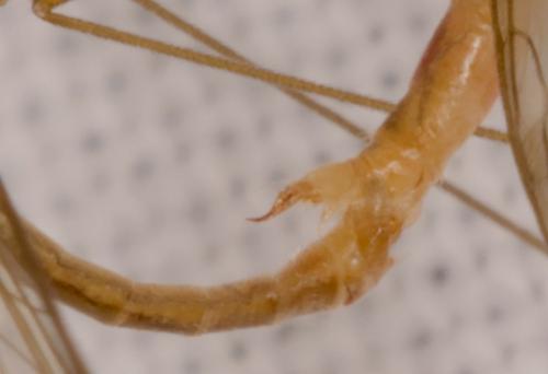 Dicranomyia modesta